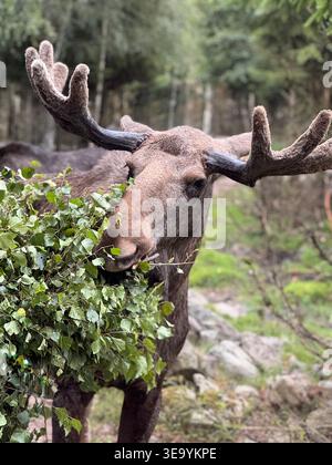 A moose feeding on fresh green leaves in a forest environment. Close-up view of a large wild animal with antlers, captured in its natural habitat. The Stock Photo