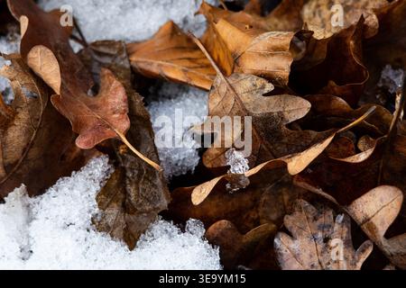 Clustered oak leaves rest beside slushy snow. Their shapes interlock like small sculptures while soft light reveals veins edges and tiny ice grains on Stock Photo