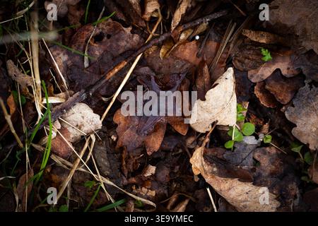 Macro study of an oak leaf holding a pool of rainwater. Wet texture subtle veins and glossy reflections reveal the simple beauty of decay on the fores Stock Photo