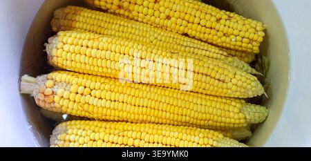 Boiled corn cobs,selective focus Stock Photo