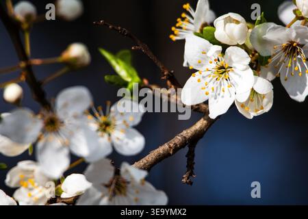Fresh white cherry like blossom glows against a dark background as tiny stamens catch light while soft buds and a curving twig frame an elegant portra Stock Photo