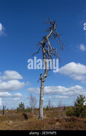 Single skeletal tree in the burnt forest of Noir Flohay in the Hautes Fagnes of Belgium, on a sunny blue sky day. New signs visible which have been pu Stock Photo