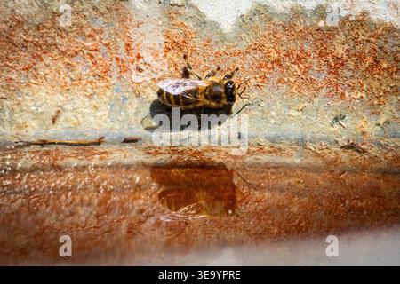 Bee pauses on a rusty lip where orange and gray meet above shallow water. Sunlit reflection paints a soft double image and the insect prepares for a c Stock Photo