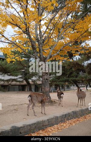 Deer roam under a golden autumn tree in Nara Park, Japan Stock Photo
