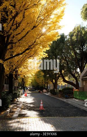 Golden ginkgo tree-lined street in autumn with bright sunlight and lens flare Stock Photo