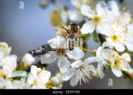 Side view of a busy honeybee feeding on a white blossom as slender stamens and clear wings show crisp detail against a smooth blue gray bokeh Stock Photo