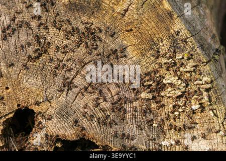 Ant colony on tree stump wood texture Stock Photo