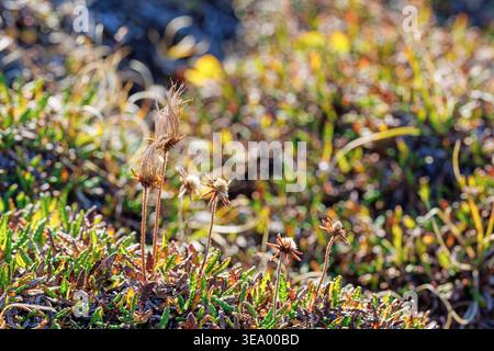 The tufted seed heads of the mountain avens, Dryas octopetala, an evergreen arctic alpine plant from the Rosaceae family. West coast of Svalbard, with Stock Photo