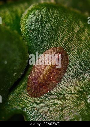 Macro image of a scale insect on a bright green leaf Stock Photo
