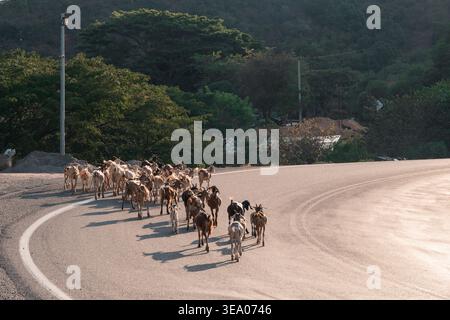 Herd of goats walking on winding road Stock Photo