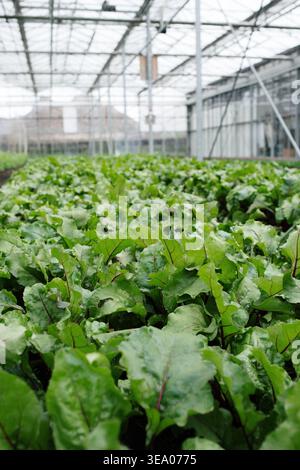 Close up of beet Seedlings growing in lush greenhouse Stock Photo