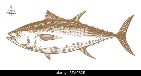 Tuna Fish, seafood, sketch Stock Vector