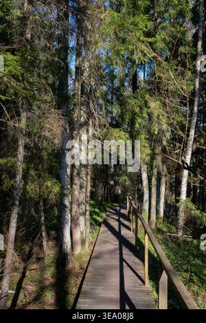 Elevated walkway surrounded by tall evergreens with moss and first grass shoots emerging through needle litter. Clear spring day atmosphere highlighti Stock Photo