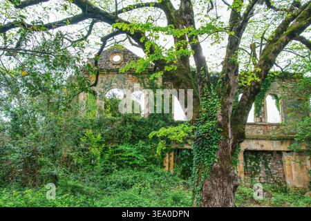 Old abandoned stone building ruins covered with ivy and surrounded by dense greenery and large tree. Haunted ruined house covered with green plants Stock Photo