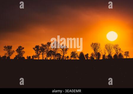 silhouettes of trees against an orange sunset sky Stock Photo