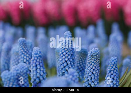 Muscari 'Love' on pink hyacihth blurred background,pastel blue grape hyacinth blooming,Dutch flower fields Stock Photo