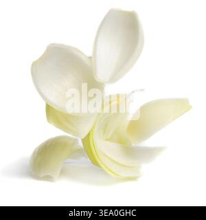 Clean peeled onion layers and petals falling or floating in the air. Creative food concept isolated on white. Stock Photo