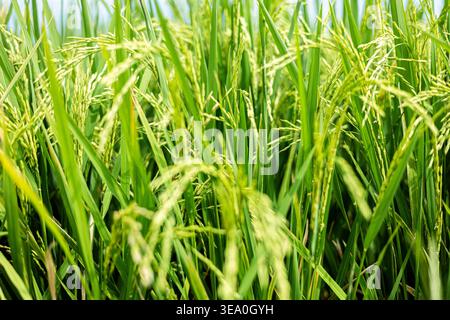 Close-up of young green rice plants growing in a paddy field in Bali, Indonesia Stock Photo