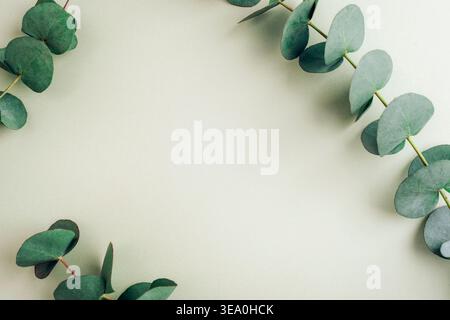 Fresh green eucalyptus branches on light green background. Top view, flat lay, copy space Stock Photo