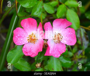 Two pink flowers with water droplets on their petals surrounded by green leaves Stock Photo