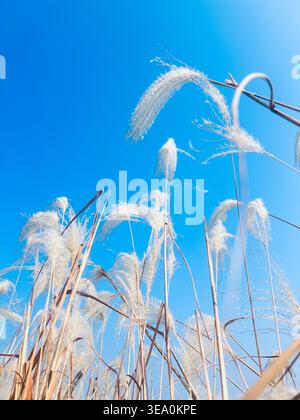 Delicate white reed plumes against a vibrant blue sky, close-up of fluffy grass flowers swaying in the wind. Stock Photo
