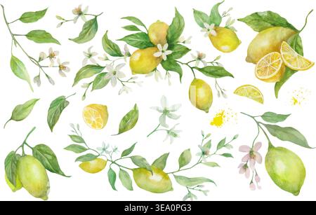 Watercolor lemon collection with whole fruits, citrus slices, white flowers and green leaves. Hand-painted botanical elements set isolated on white. Stock Vector