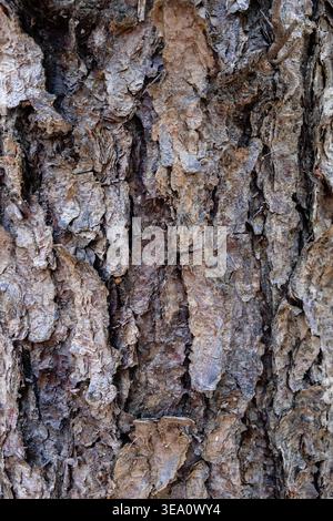 Detailed and thick tree bark closeup Stock Photo