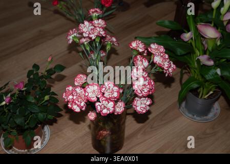White carnations with dark red edges in vases arranged on a wooden floor in a cozy living room interior. Stock Photo