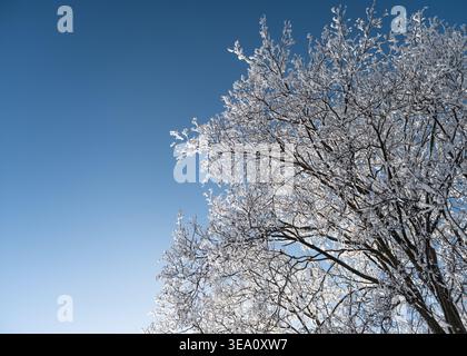 Frost-covered tree branches against blue sky. Tree branches heavily coated in white frost and snow, creating a delicate crystalline texture. Stock Photo