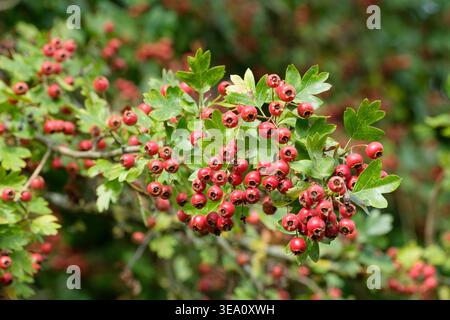 Crataegus monogyna, common hawthorn, plentiful dark red  berries in autumn Stock Photo