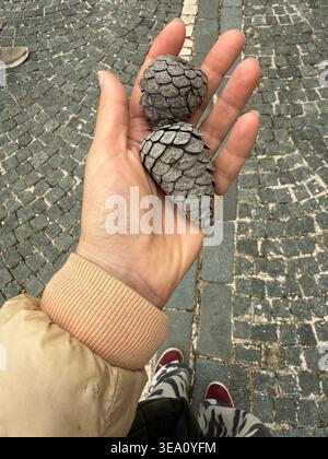 Hand holding two pine cones on a stone pavement background. Mobile photo Stock Photo