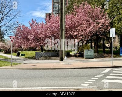 Vibrant pink cherry blossoms in full bloom against a blue sky, Vancouver, BC, Canada. Prunus serrulata Japanese flowering cherry tree in springtime. Stock Photo