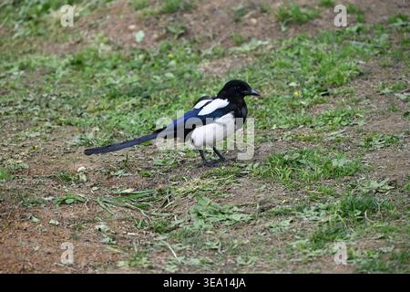 a black and white magpie on the ground Stock Photo