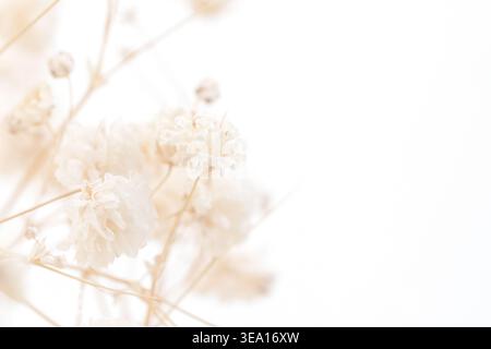 Minimalist composition of dried gypsophila flowers on the left side of a white background with copy space Stock Photo