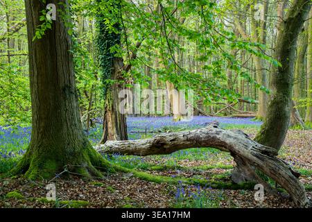 Woodland in West Sussex, England. Stock Photo