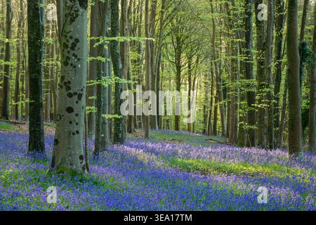 Bluebells in a West Sussex woodland, England. Stock Photo
