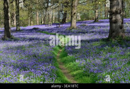 pathway through bluebell woods, blickling, norfolk, england Stock Photo