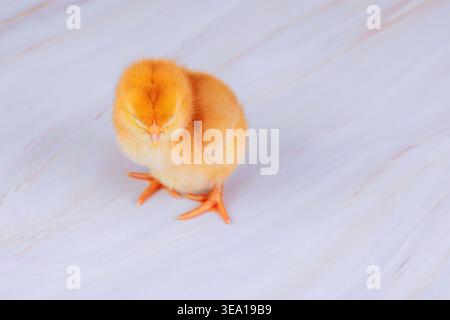 Small yellow chick stands on smooth light colored surface it appears curious while looking around area. Stock Photo