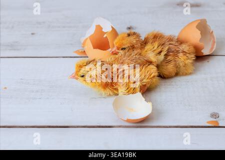 Two newborn chicks are breaking free from their eggshells on light wooden surface Stock Photo