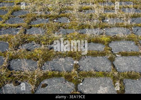 Old stone pavement covered with green moss and dry grass Stock Photo