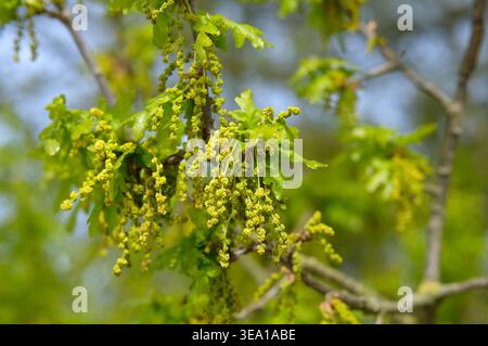 springtime oak tree leaves in woodland, norfolk, england Stock Photo