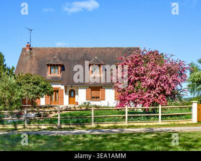 Ornamental Aubépine Hawthorn "Rosea Flore Pleno" (Crataegus oxyacantha) in full pink blossom in Spring - central France. Stock Photo