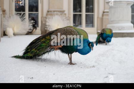 Indian peafowl and white peacocks in a snowy courtyard. A vibrant blue peacock stands prominently on snow, with rare white peacocks in the background. Stock Photo