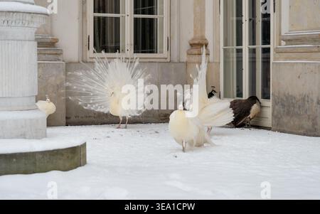 Rare white peacocks in a snow-covered estate courtyard. Several white peacocks display their elegant feathers against a backdrop of historic building. Stock Photo