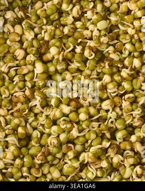 sprouted green mung beans with white shoots full frame texture, germinated legumes in dense arrangement, top view closeup, healthy eating concept Stock Photo