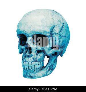 Skull isolated on white background - 3d Blender low poly skull sculpted Stock Photo