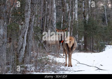 Elk on a March morning in northern Wisconsin. Stock Photo