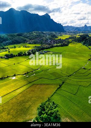 Heart Rice Paddy Vibrant green rice paddies stretching across the valley under a bright ...