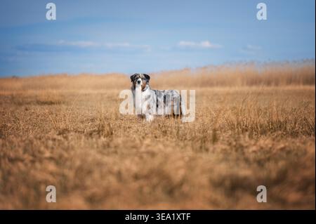 Australian Shepherd dog standing in golden dry grass field at sunset Stock Photo