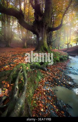 The Otzarreta Beech Forest is a magical forest, a fantasy place to explore in the heart of the Gorbeia Natural Park Stock Photo